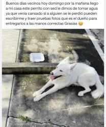 Lost Female Dog last seen Near NW, Miami, FL 33125