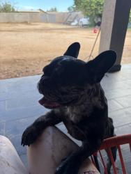 Reunited Female Dog last seen Near W McKinley St, Phoenix, AZ 85043, USA, Phoenix, AZ 85043