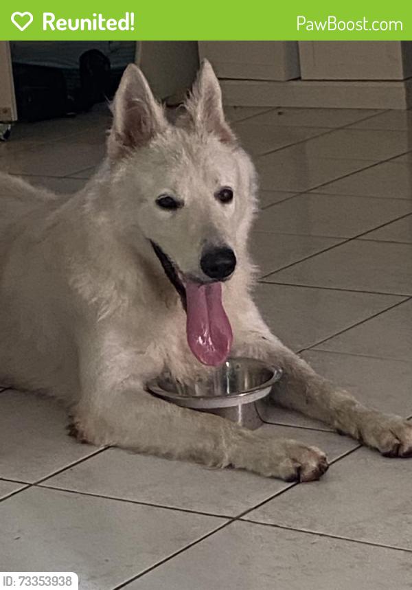 Reunited Male Dog last seen Near Ainsworth Cir, Palm Springs, FL 33461, USA, Palm Springs, FL 33461