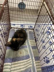 Shelter Stray Female Cat last seen Near Frontier Trail, AUSTIN, TX, 78745, 7201 Levander Loop bldg a, Austin, TX 78702, USA