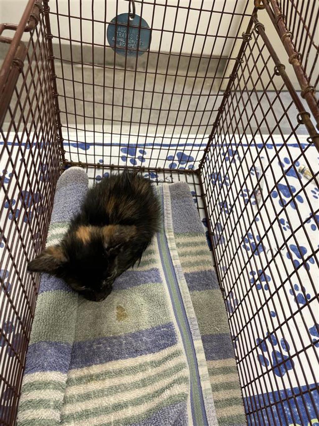 Shelter Stray Female Cat last seen Near Frontier Trail, AUSTIN, TX, 78745, 7201 Levander Loop bldg a, Austin, TX 78702, USA