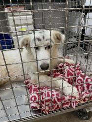 Shelter Stray Male Dog last seen TX, 7201 Levander Loop bldg a, Austin, TX 78702, USA