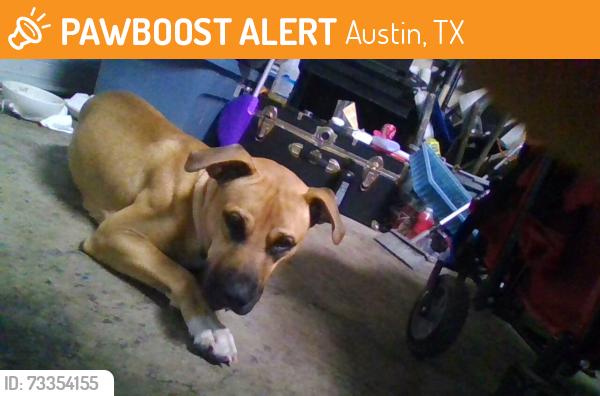 Found/Stray Male Dog last seen sendero hills and Loyola, Austin, TX 78724