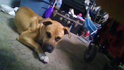 Found/Stray Male Dog last seen sendero hills and Loyola, Austin, TX 78724
