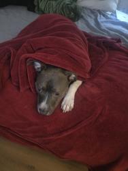 Reunited Male Dog last seen Near Azalea park drive Hendersonville NC 28792, Hendersonville, NC 28792
