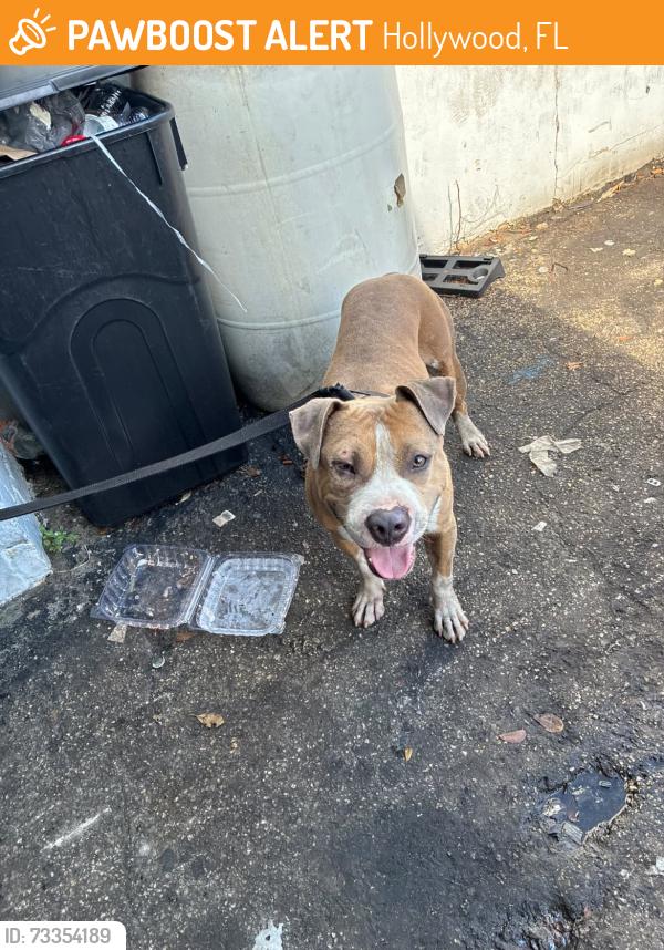 Found/Stray Male Dog last seen Rodman Street, Hollywood, FL 33004