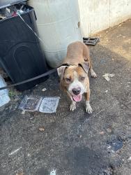 Found/Stray Male Dog last seen Rodman Street, Hollywood, FL 33004