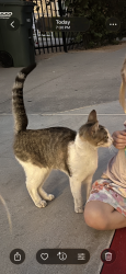 Found/Stray Unknown Cat last seen Tarragona Dr. near Nativity Prep, San Diego, CA 92115