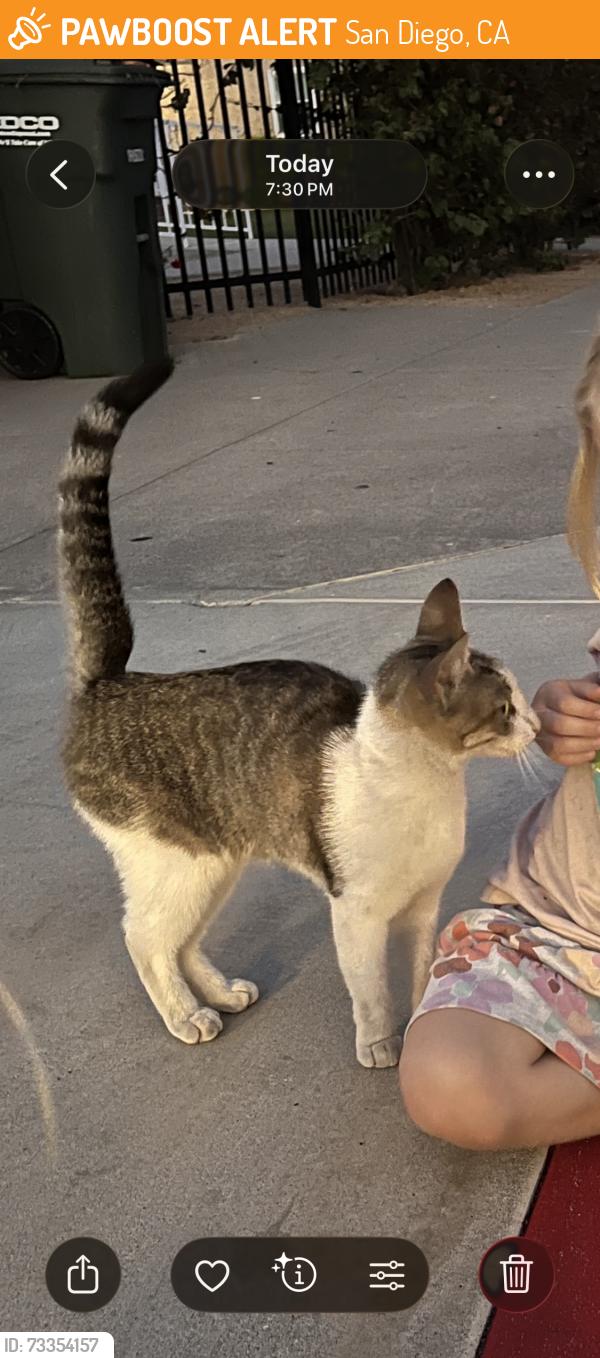 Found/Stray Unknown Cat last seen Tarragona Dr. near Nativity Prep, San Diego, CA 92115