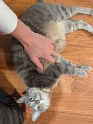 Lost Female Cat last seen we think she dashed out the front foor, Mt. Juliet, TN 37122