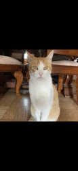 Lost Male Cat last seen Halsted/commanche, Los Angeles, CA 91311