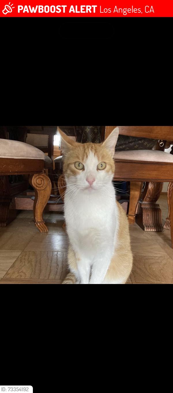 Lost Male Cat last seen Halsted/commanche, Los Angeles, CA 91311