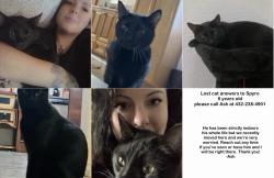 Reunited Male Cat last seen Between High School and Spirit Halloween a couple of blocks off I30, Royse City, TX 75189