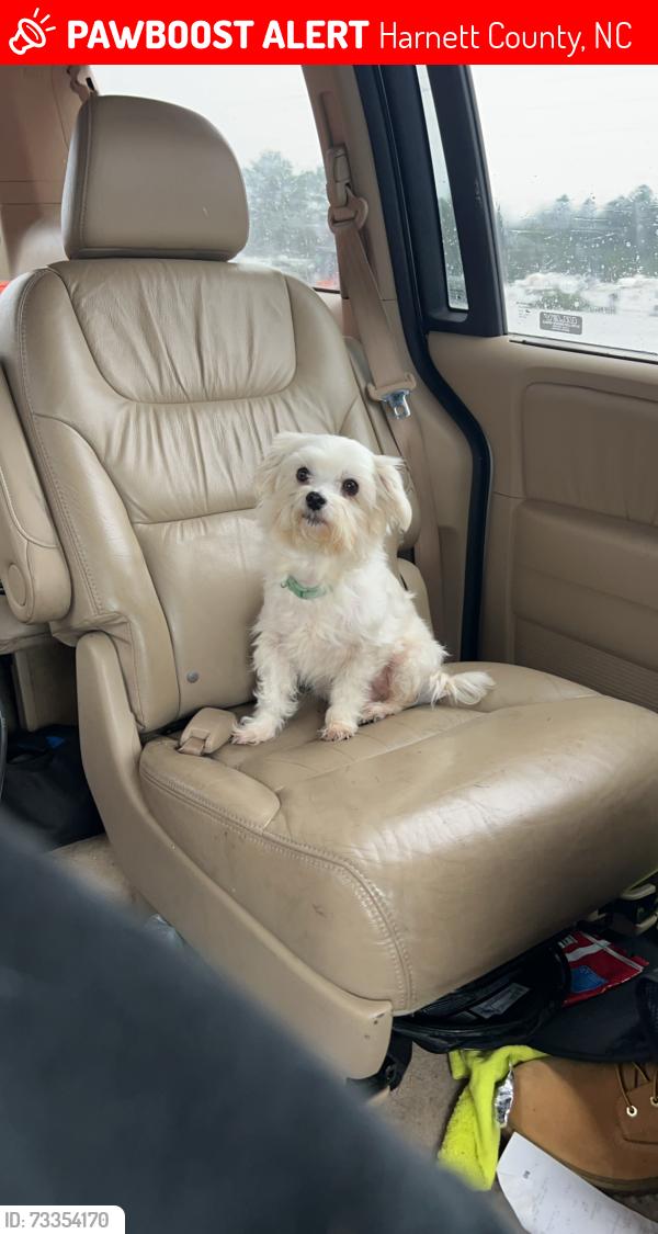 Lost Male Dog last seen Overhills rd and Archie st, Harnett County, NC 28390