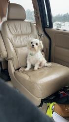 Lost Male Dog last seen Overhills rd and Archie st, Harnett County, NC 28390