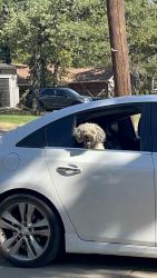 Reunited Male Dog last seen Golf course, Fort Worth, TX 76112