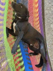 Reunited Male Dog last seen near westshore rd in Moses lake, Moses Lake, WA 98837