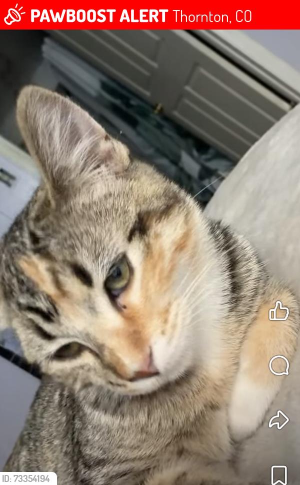 Lost Female Cat last seen Woodglenn Brookshire park, Thornton, CO 80233