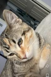 Lost Female Cat last seen Woodglenn Brookshire park, Thornton, CO 80233