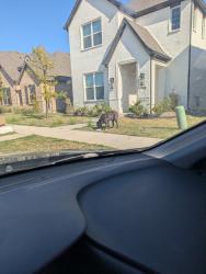 Reunited Unknown Dog last seen Loggerhead Wy, Fort Worth, TX 76118, USA, Fort Worth, TX 76118