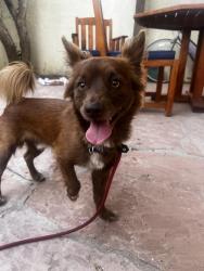 Found/Stray Male Dog last seen Martin, Tucson, AZ 85719