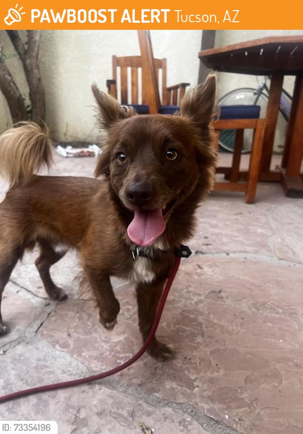 Found/Stray Male Dog last seen Martin, Tucson, AZ 85719
