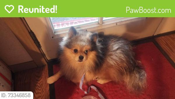 Reunited Male Dog last seen Dana and Churn Creek, Redding, CA 96003