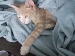 Lost Male Cat last seen Cep 25240172, rua C casa 15, faixada laranja, Vila Santa Cruz, RJ 