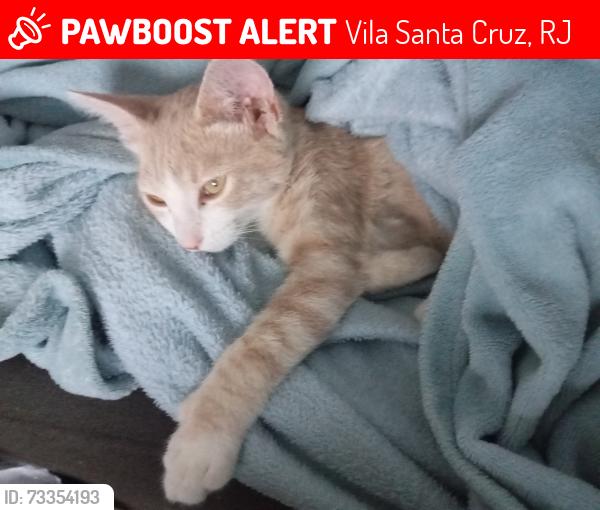 Lost Male Cat last seen Cep 25240172, rua C casa 15, faixada laranja, Vila Santa Cruz, RJ 