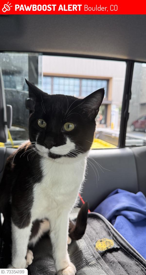 Lost Male Cat last seen Near Osage Drive, Boulder, CO 80303