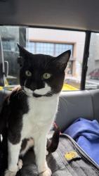 Lost Male Cat last seen Near Osage Drive, Boulder, CO 80303