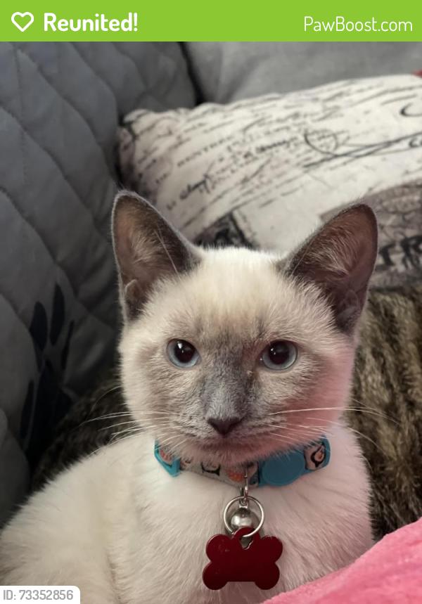 Reunited Female Cat last seen Able Mechanical, Denton County, TX 76227