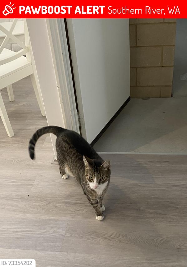 Lost Male Cat last seen Wheaton street, Southern River, WA 6110