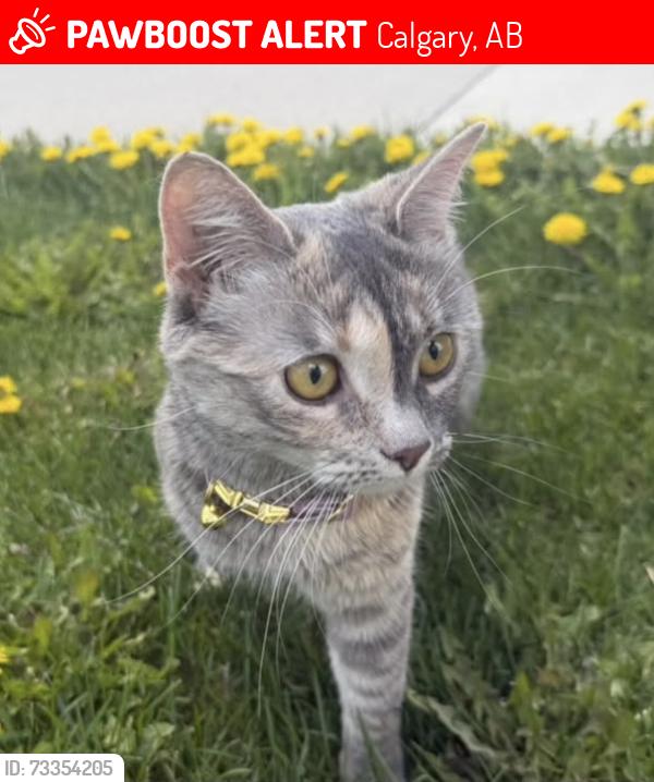 Lost Female Cat last seen Calgary, AB around the Livingston area, Calgary, AB T3P 1M5