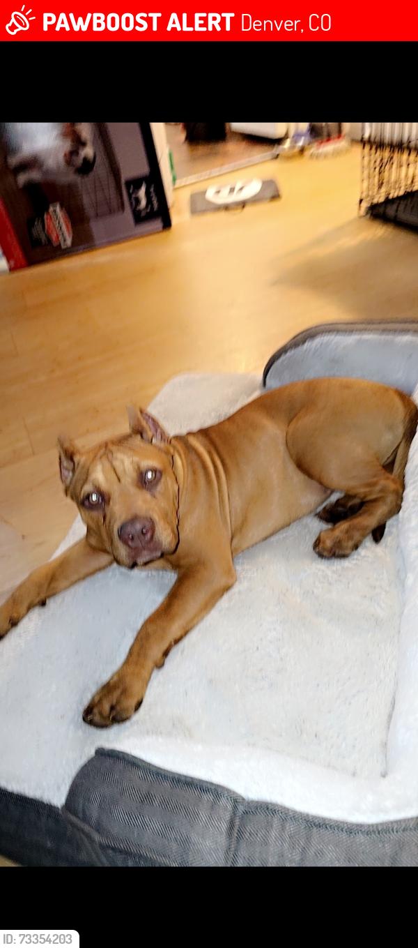 Lost Female Dog last seen W Florida and w Jewel, Denver, CO 80219