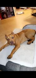 Lost Female Dog last seen W Florida and w Jewel, Denver, CO 80219