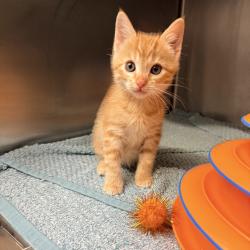 Shelter Stray Male Cat last seen , 4575 E Mesquite Ave, Palm Springs, CA 92264, USA
