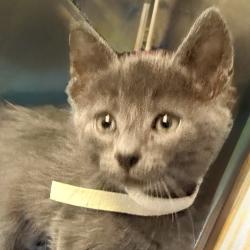 Shelter Stray Male Cat last seen , 4575 E Mesquite Ave, Palm Springs, CA 92264, USA
