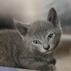 Shelter Stray Male Cat last seen , 4575 E Mesquite Ave, Palm Springs, CA 92264, USA