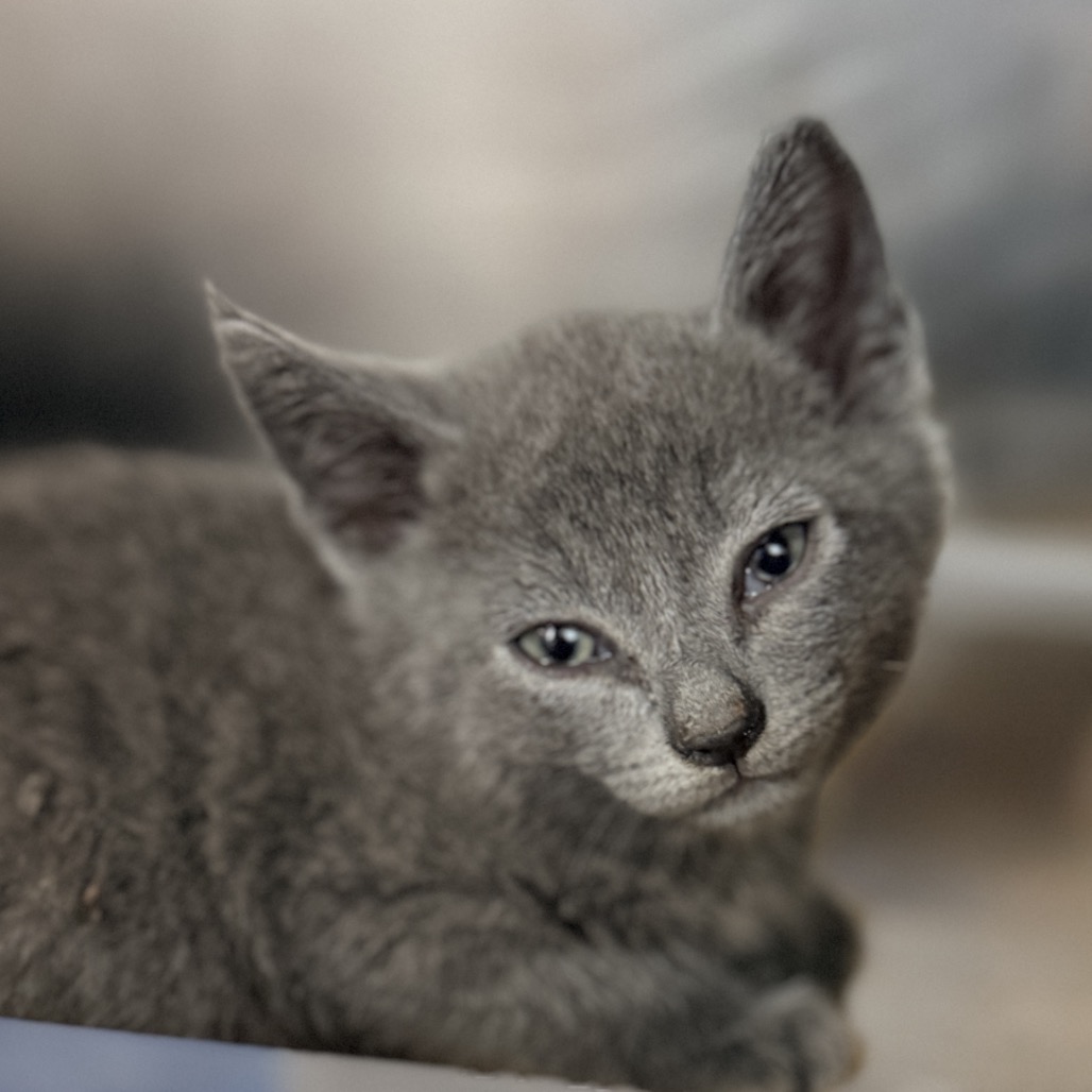 Shelter Stray Male Cat last seen , 4575 E Mesquite Ave, Palm Springs, CA 92264, USA