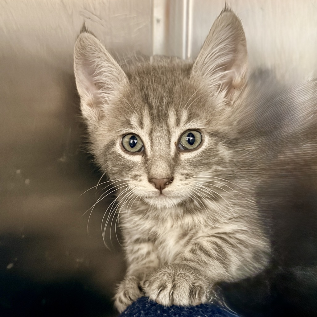 Shelter Stray Male Cat last seen , 4575 E Mesquite Ave, Palm Springs, CA 92264, USA