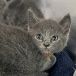 Shelter Stray Male Cat last seen , 4575 E Mesquite Ave, Palm Springs, CA 92264, USA