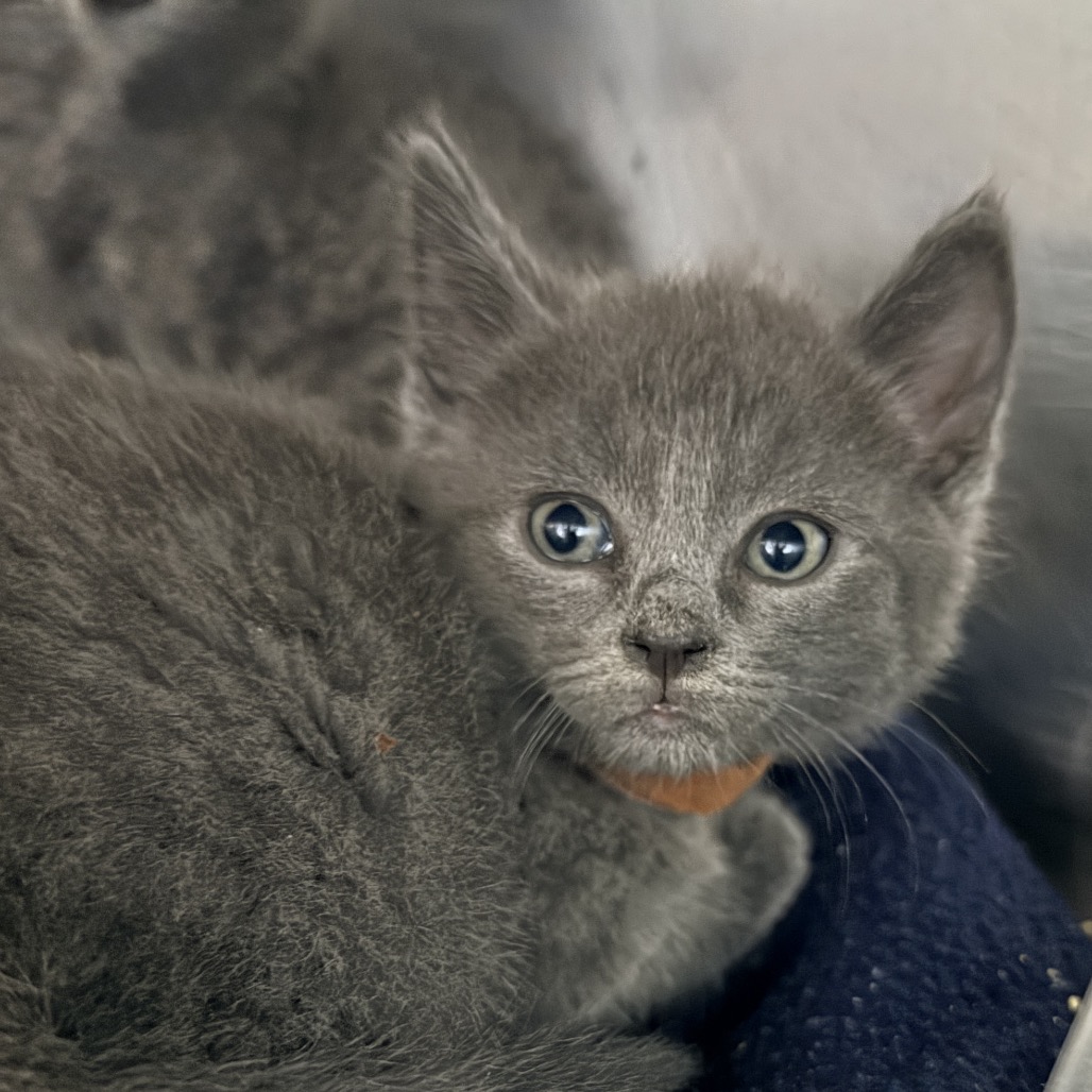 Shelter Stray Male Cat last seen , 4575 E Mesquite Ave, Palm Springs, CA 92264, USA