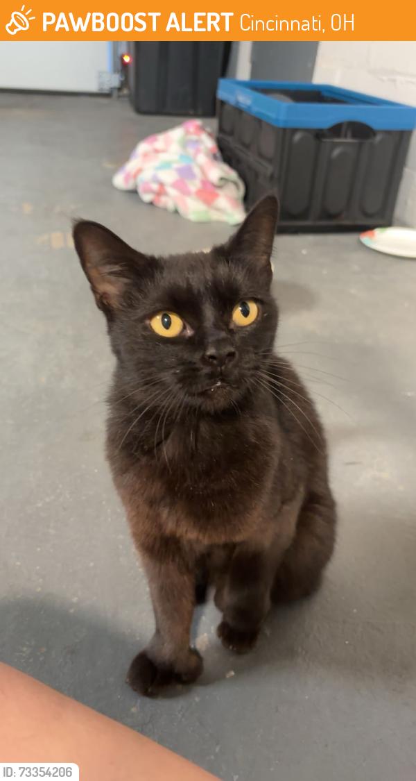 Found/Stray Unknown Cat last seen Neighborhood near Lockland High School, Cincinnati, OH 45215