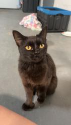Found/Stray Unknown Cat last seen Neighborhood near Lockland High School, Cincinnati, OH 45215