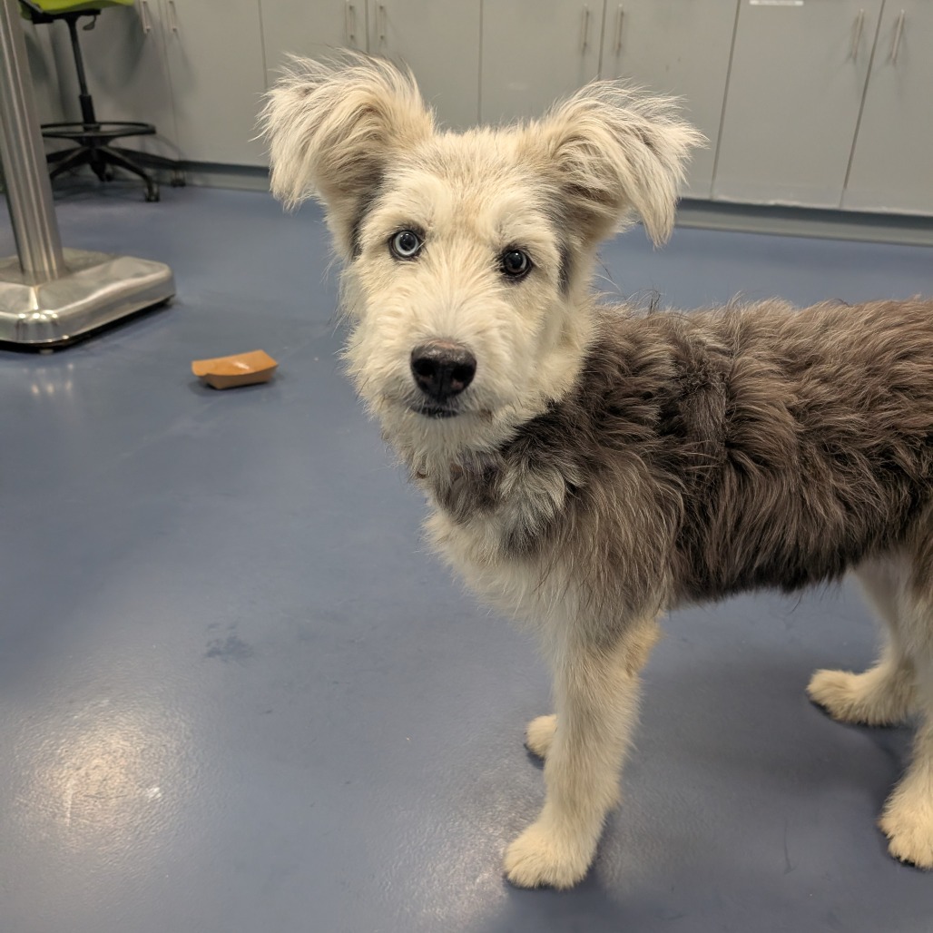Shelter Stray Female Dog last seen , 980 Guilford College Rd, Greensboro, NC 27409, USA