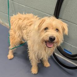 Shelter Stray Male Dog last seen , 980 Guilford College Rd, Greensboro, NC 27409, USA