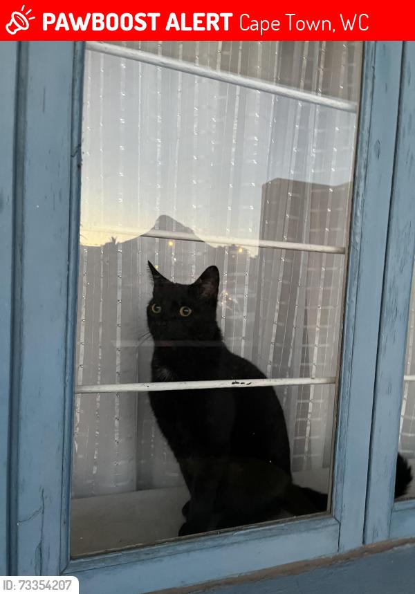 Found/Stray Male Cat last seen In between the Palestine mosque and the mosque opposite that., Cape Town, WC 7925