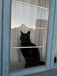 Found/Stray Male Cat last seen In between the Palestine mosque and the mosque opposite that., Cape Town, WC 7925