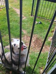 Found/Stray Female Dog last seen Rise Skyview apmt, Phoenix, AZ 85043